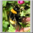 Bombus lucorum - Hellgelbe Erdhummel 04.jpg